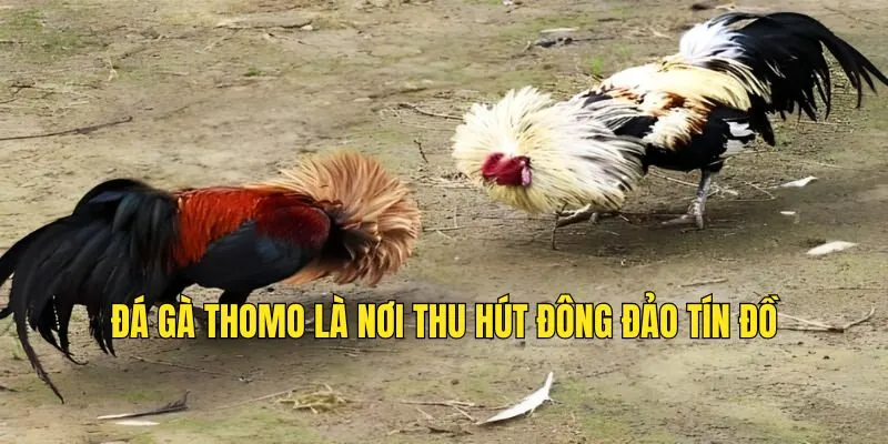 Đá gà Thomo là nơi thu hút đông đảo tín đồ