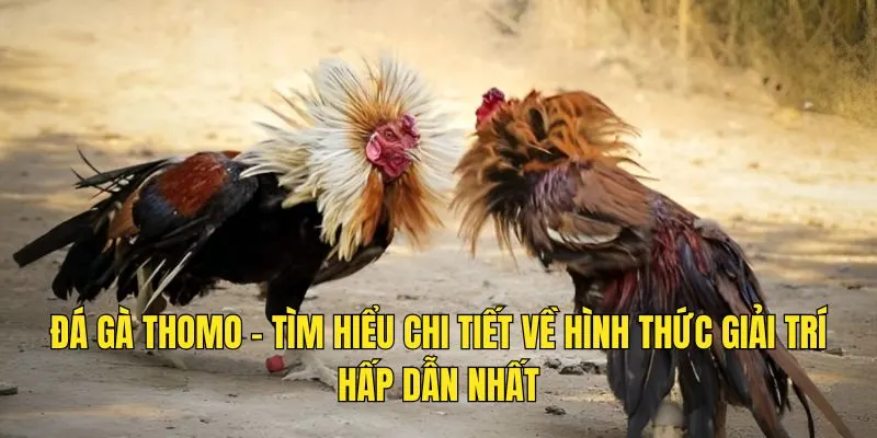 đá gà thomo good88