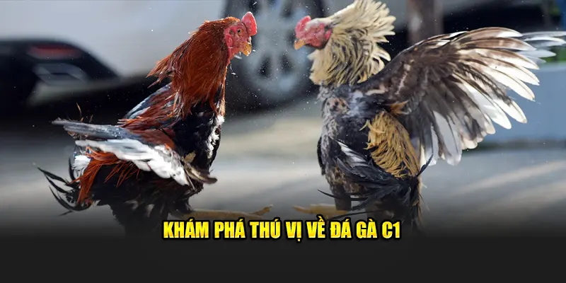 Khám phá thú vị về đá gà C1