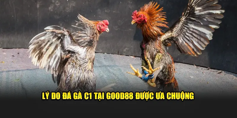 Lý do đá gà C1 tại Good88 được ưa chuộng