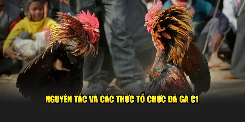 Nguyên tắc và các thức tổ chức đá gà C1